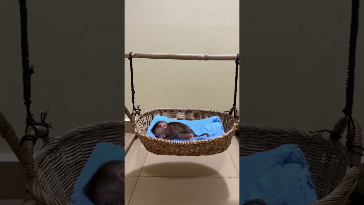 Family Newborn Baby Monkey Max And Jenny