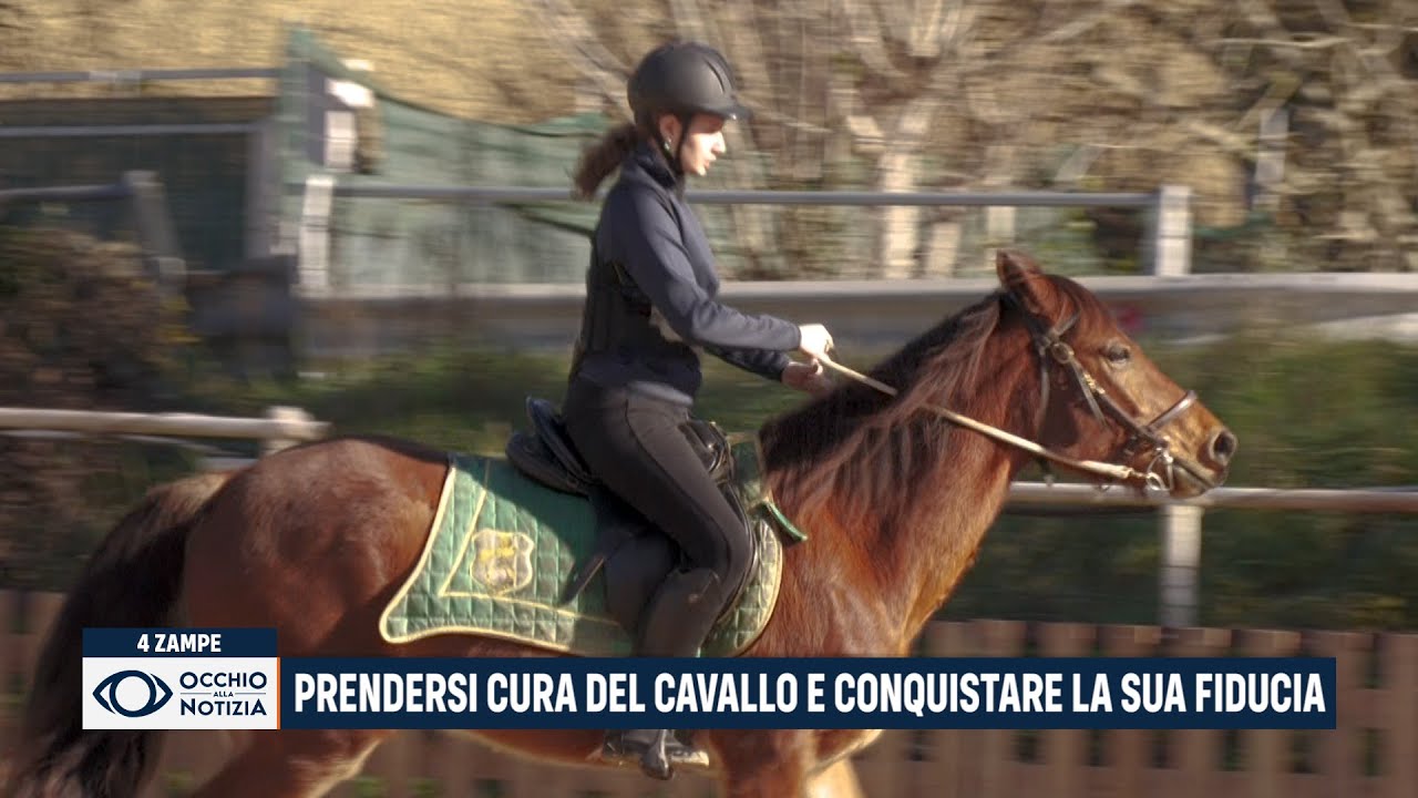 Prendersi cura del cavallo e conquistare la sua fiducia