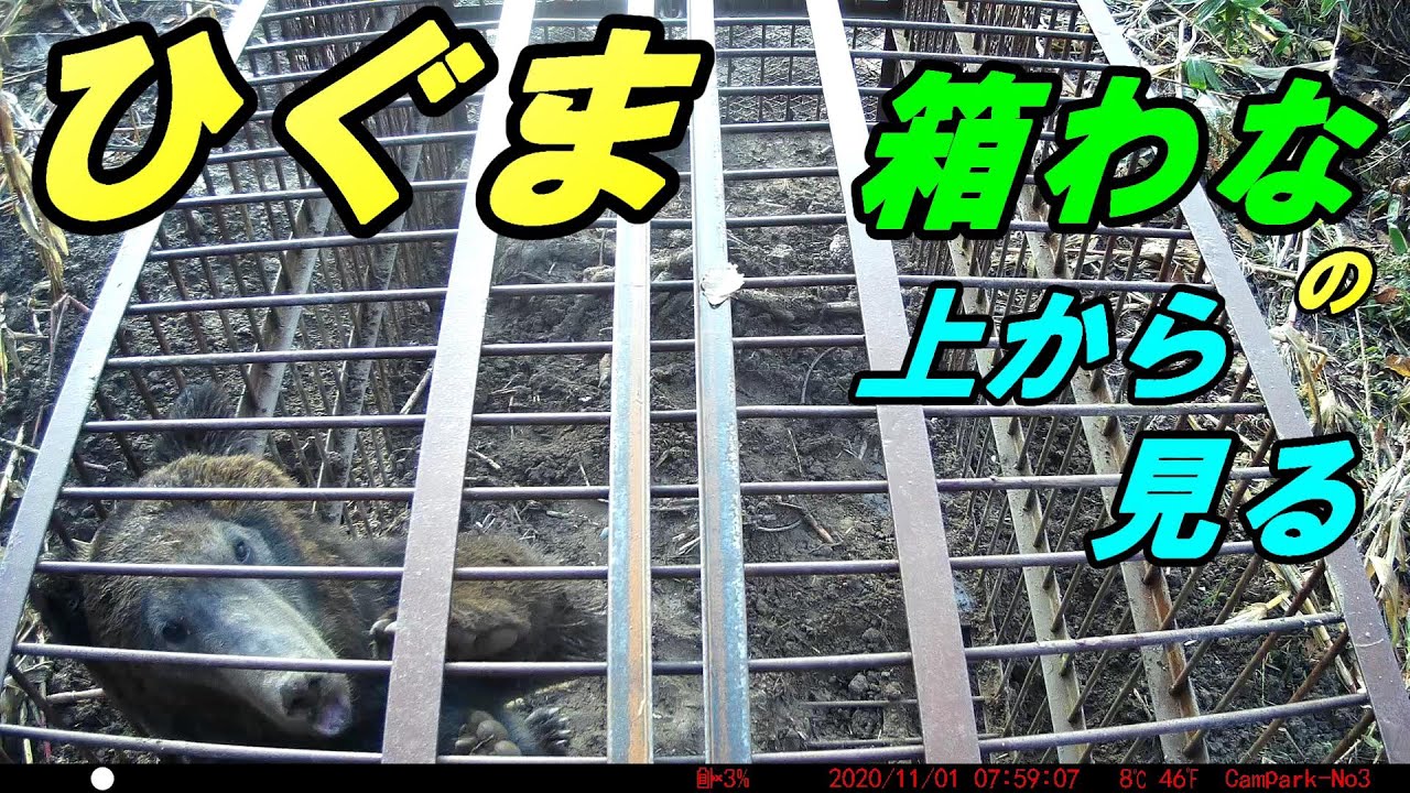 ひぐまを箱罠で捕獲しました ! 箱罠の上から熊の活動をご覧ください。
