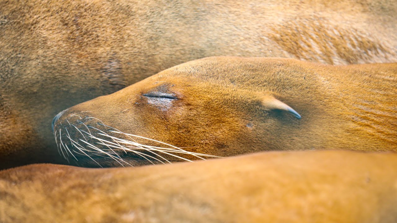Killer Algae Crisis: Georgia Aquarium Partners to Combat Deadly Ocean Threat