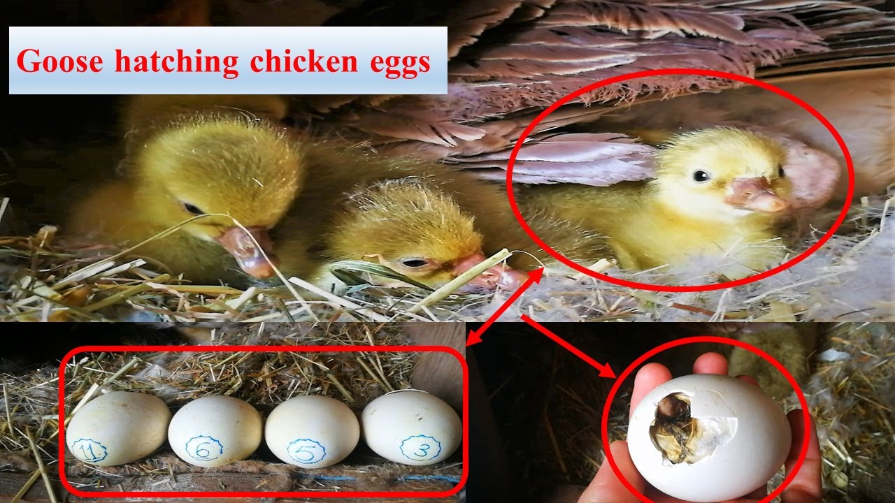Goose hatching chicken eggs هەڵهێنانی جوجکەی قاز