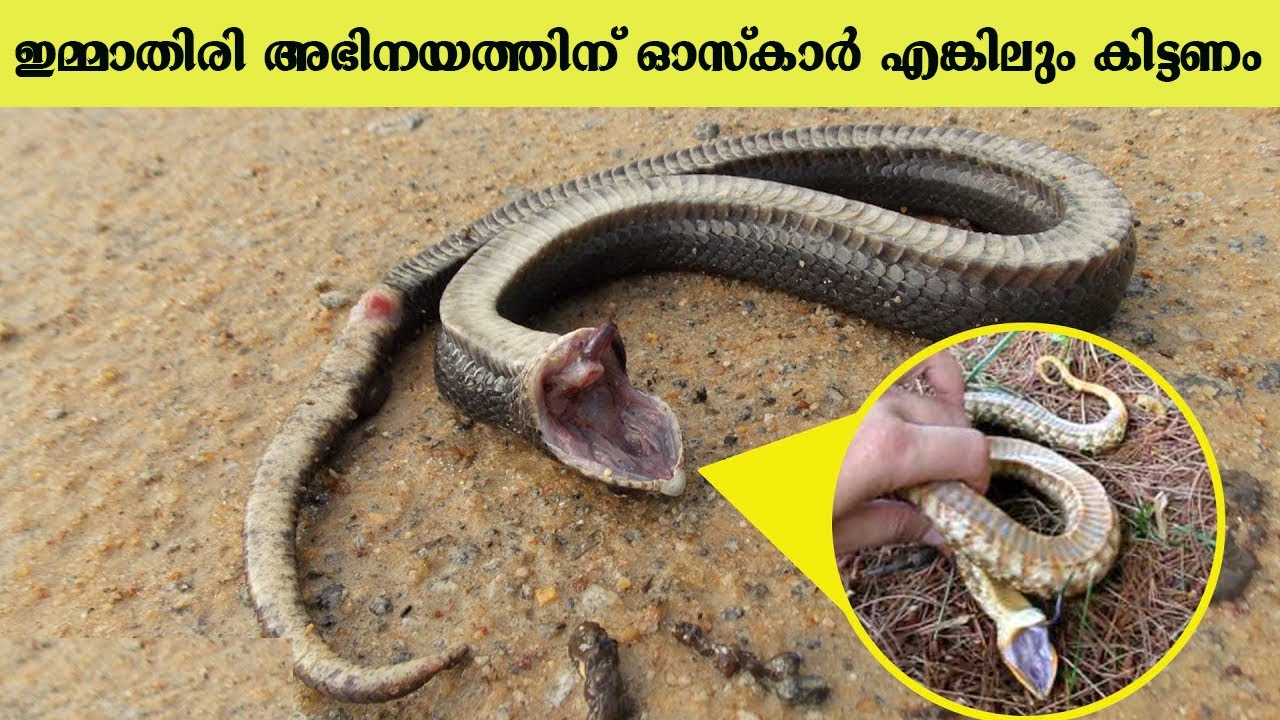 ഈ ജീവികൾ ഇങ്ങനെയും ചെയ്യുമോ എന്ന് തോന്നിയേക്കാവുന്ന സംഭവങ്ങൾ