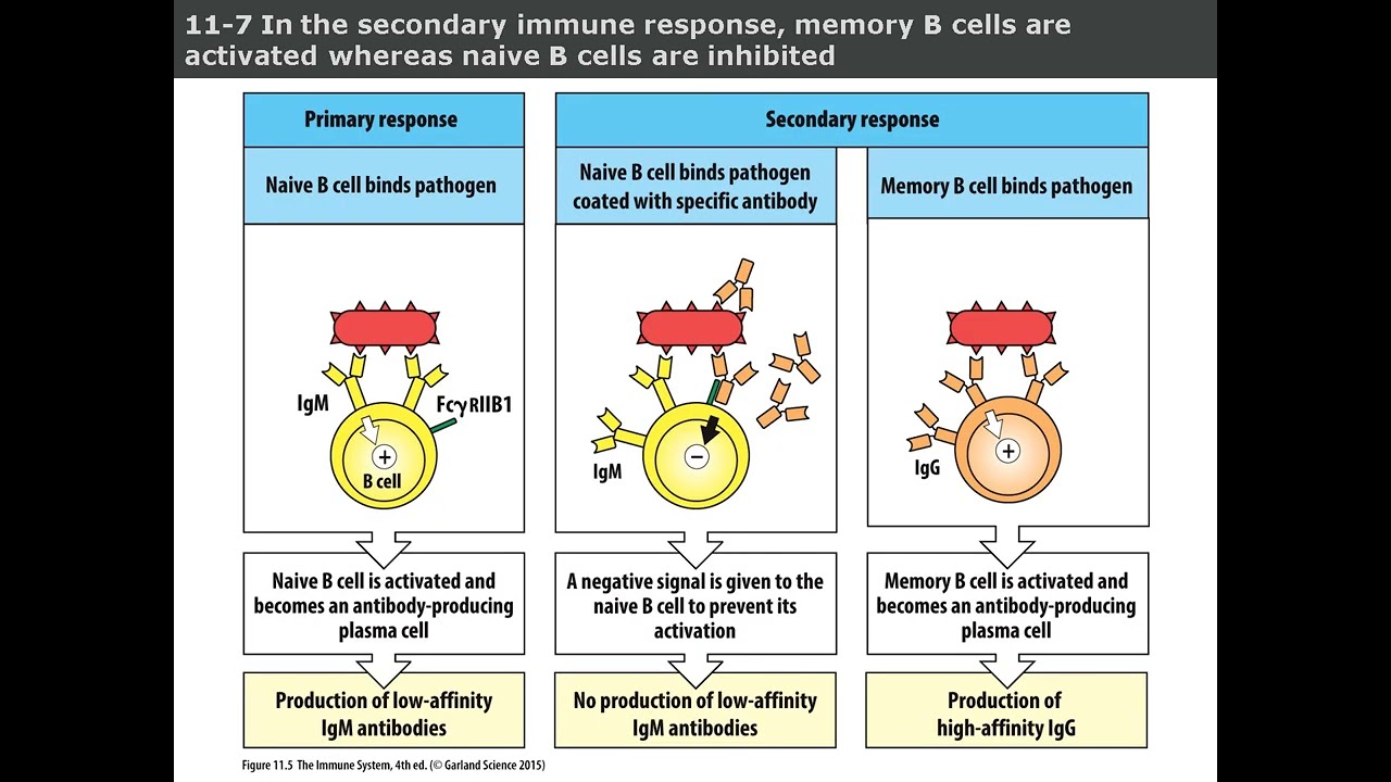 Chapter 11 Mucosal Immunity Explained: IgA, Gut Defense, and Intestinal Immune Cells