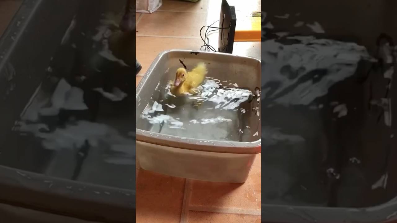 Baby Duckling Bath Time Water Zoomies #tbt