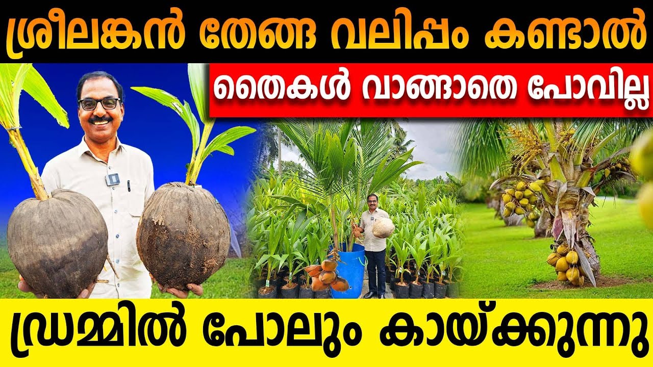 ശ്രീലങ്കൻ തേങ്ങ വലിപ്പം കണ്ടാൽ തൈകൾ വാങ്ങാതെ പോവില്ല | ഡ്രമ്മിൽ പോലും കായ്ക്കുന്നു #dwarfcoconut