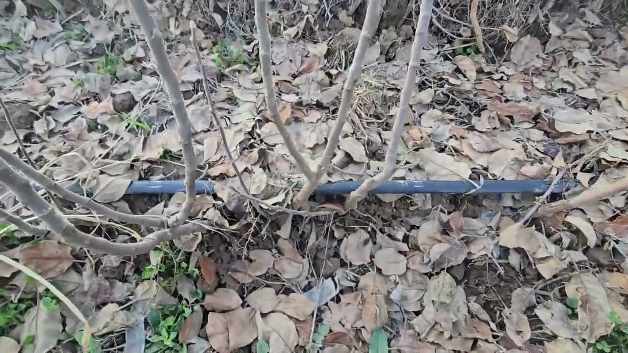Нашъунамои дарахтҳо дар боғи мо.