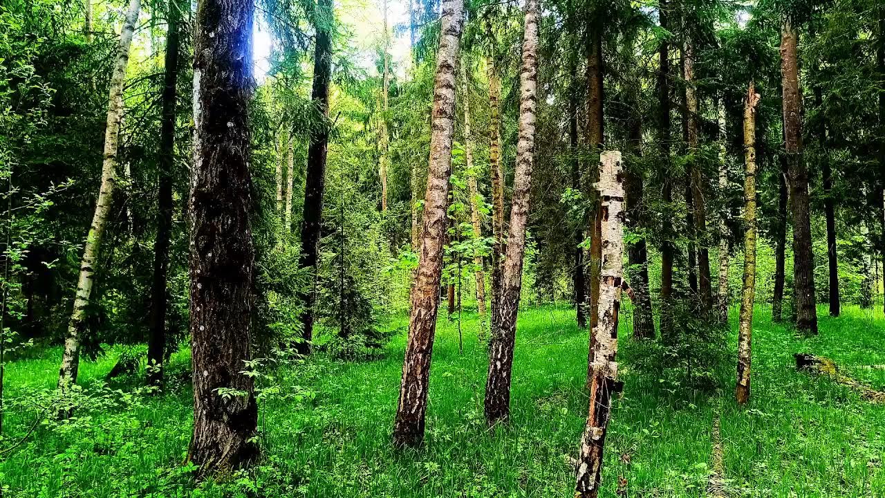 Сбегите от городской суеты под звуки лесных птиц для сна и медитации.