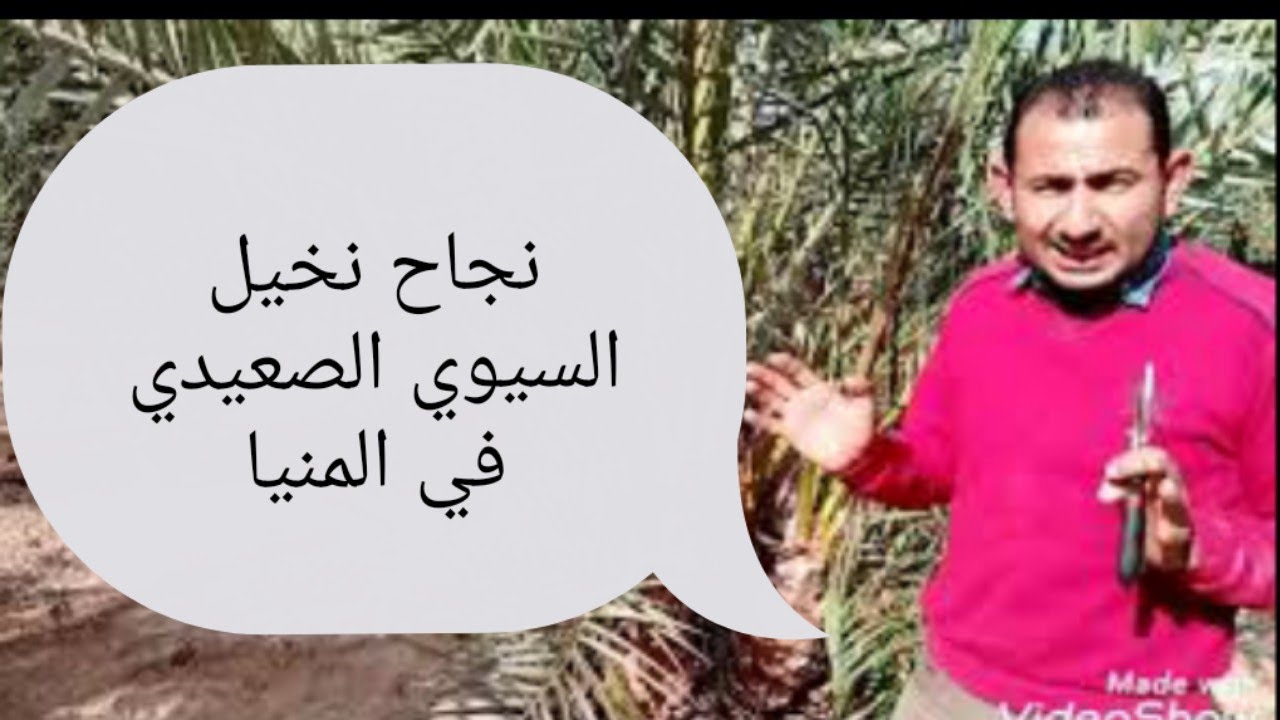 النخيل الصعيدي في المنيا نجاح كبير جداً