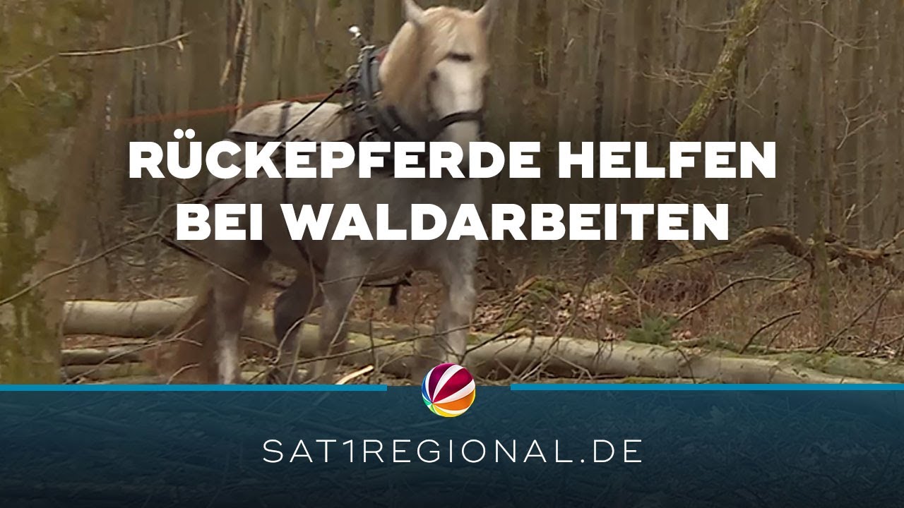 Rückepferde helfen bei Waldarbeiten im Hamburger Klövensteen