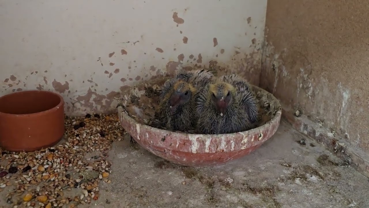 الادامة التامة قبل السباقات. 18/4/2025