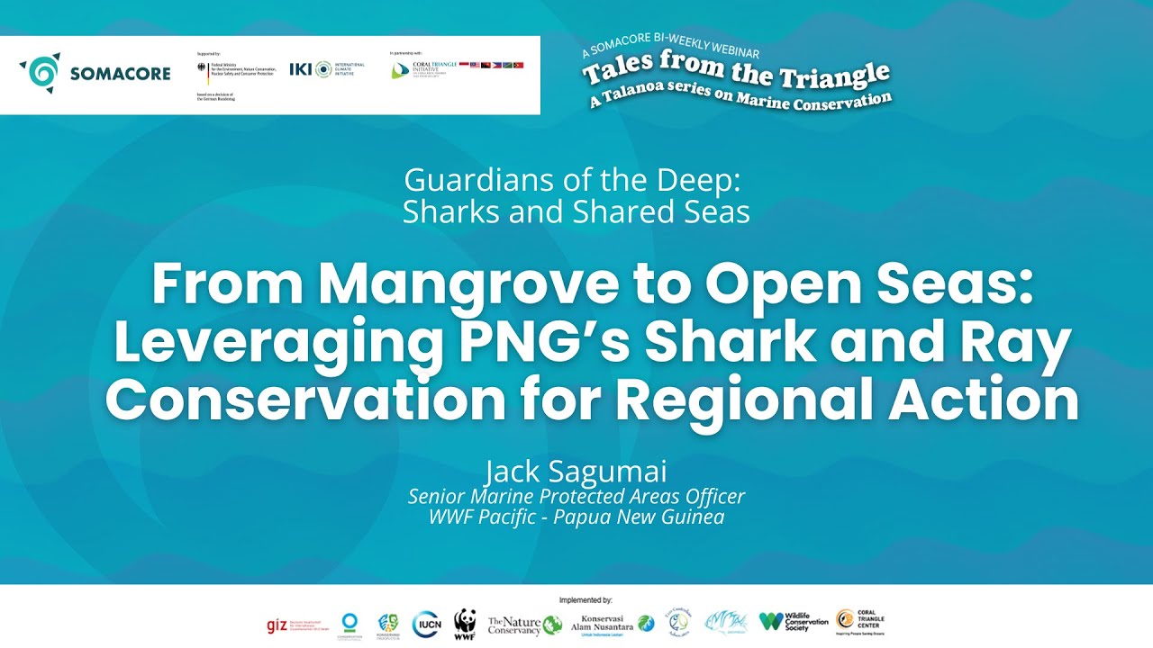 From Mangroves to Open Seas: Leveraging PNG’s Shark and Ray Conservation for Regional Action