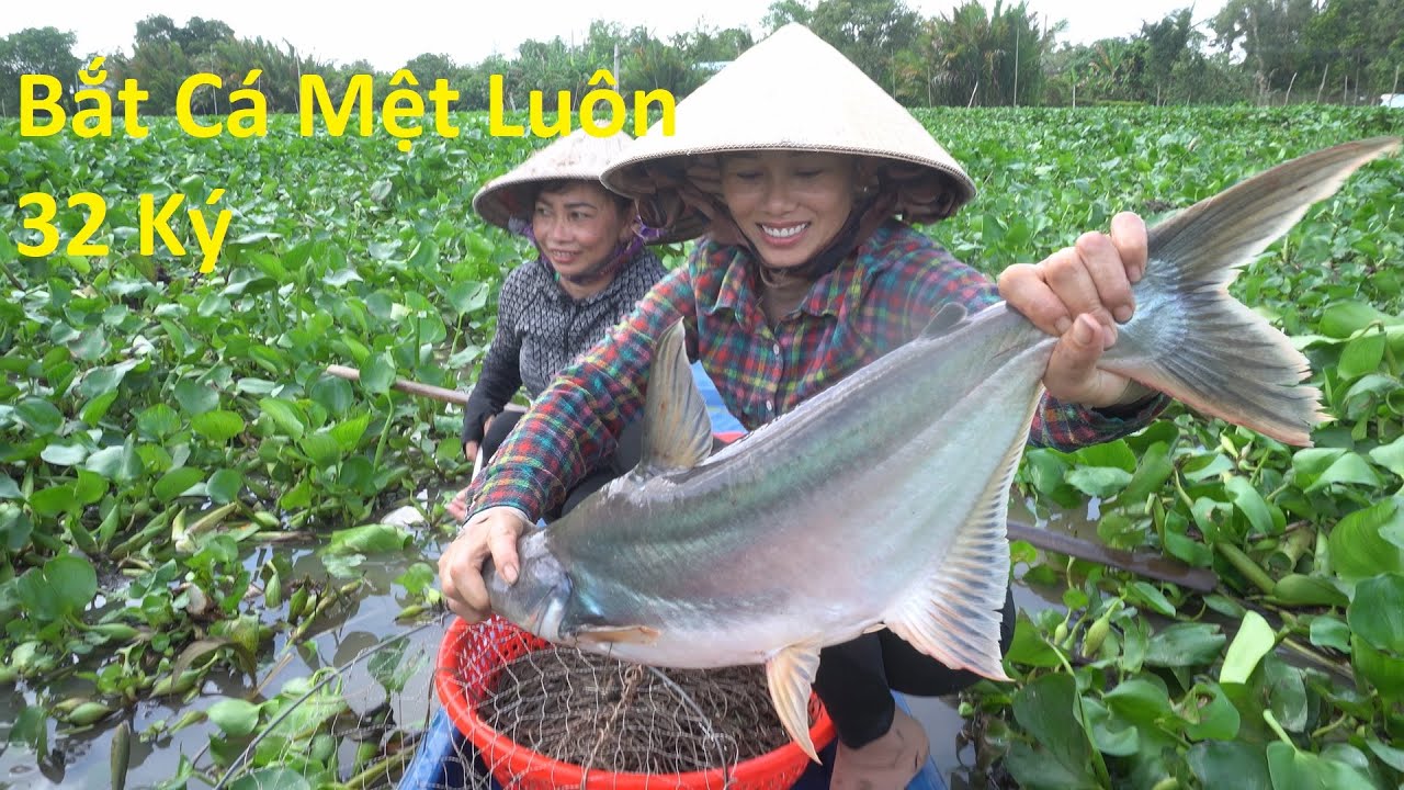 557 / Giăng Câu Cá Tra Thành Quả 32 Ký