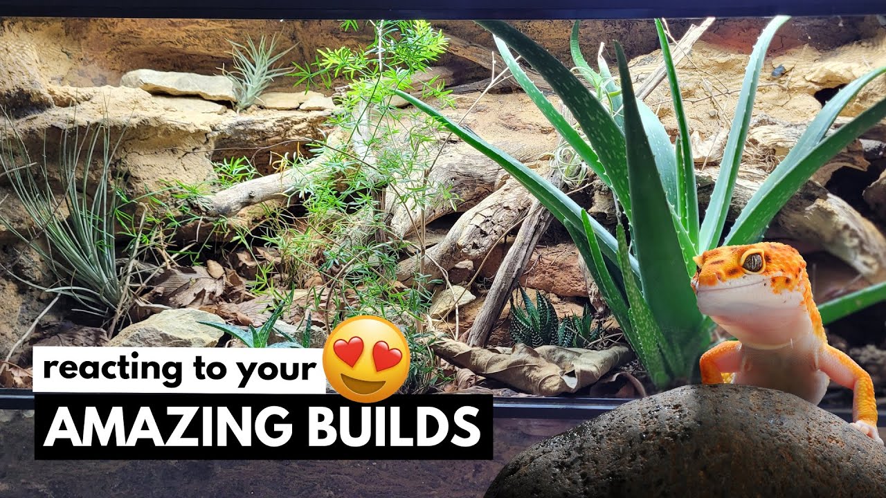 You WON'T Believe These Leopard Gecko Tanks | BIOACTIVE & NATURALISTIC
