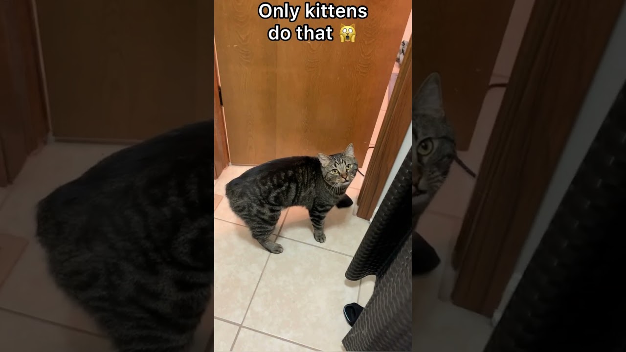 ВОТ ПОЧЕМУ КОШКИ мяукают