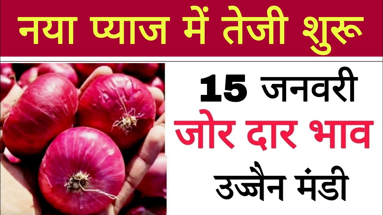 ujjain Mandi pyaj allu ka bhav today : pyaj price today : 15 january 2026 allu bhav today