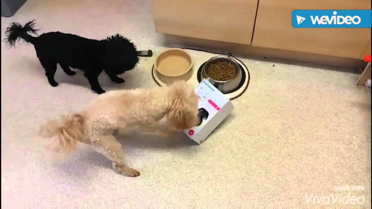 Motorola Scout 85 Box vs Three Poodles