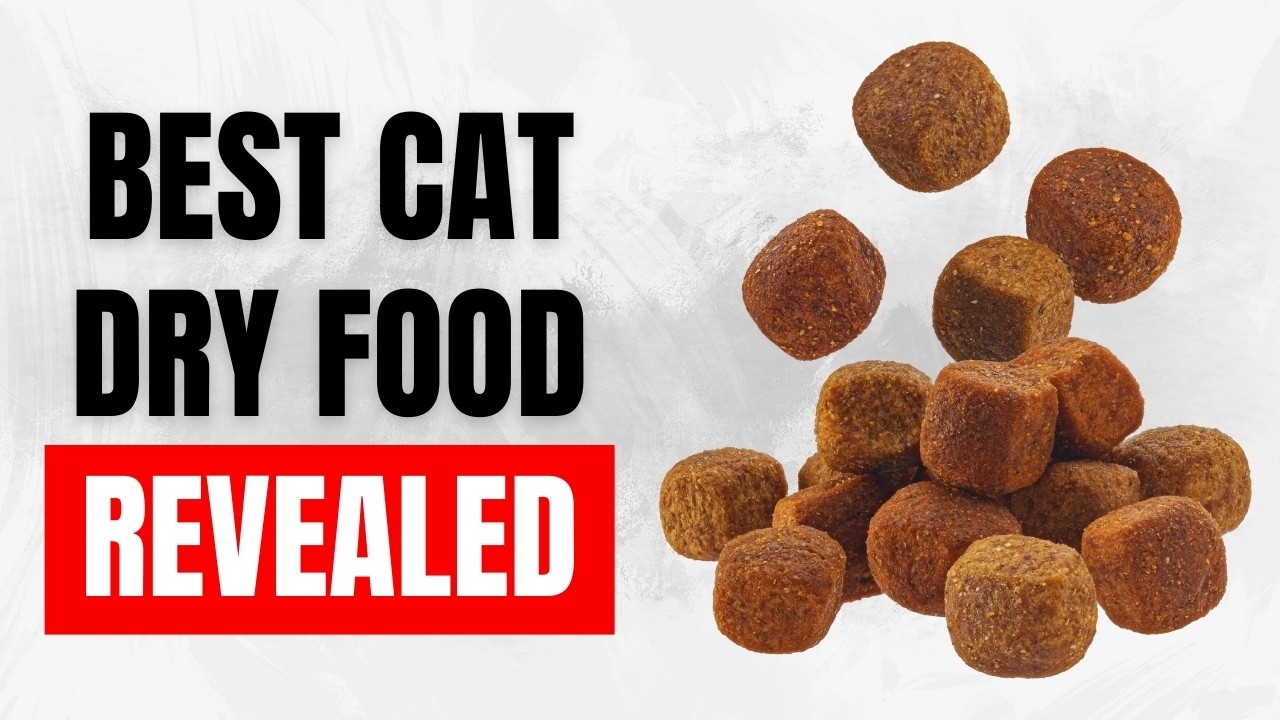 Best Dry Foods for a Stronger Cat (High-Protein & Grain-Free!)