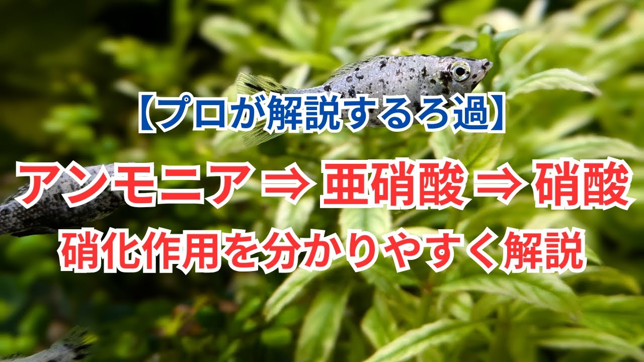 【ろ過の基礎のお話】水槽における硝化作用をざっくり解説！