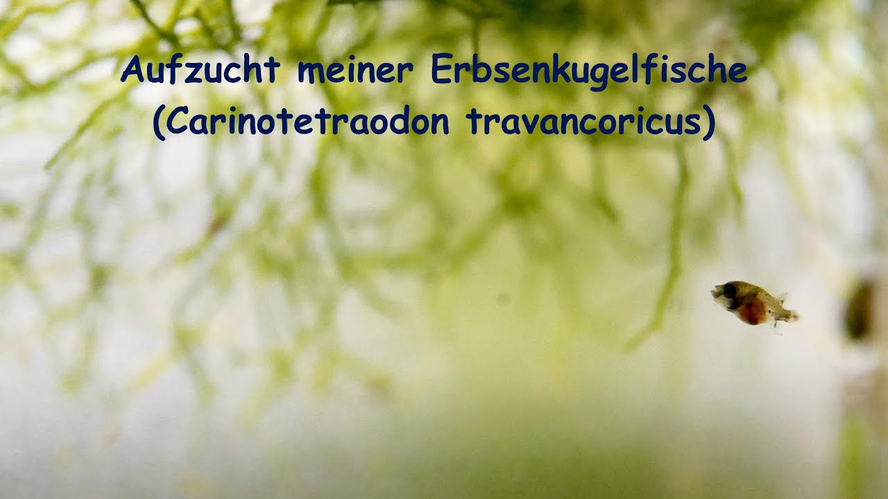 Aufzucht Carinotetraodon travancoricus - Erbsenkugelfische