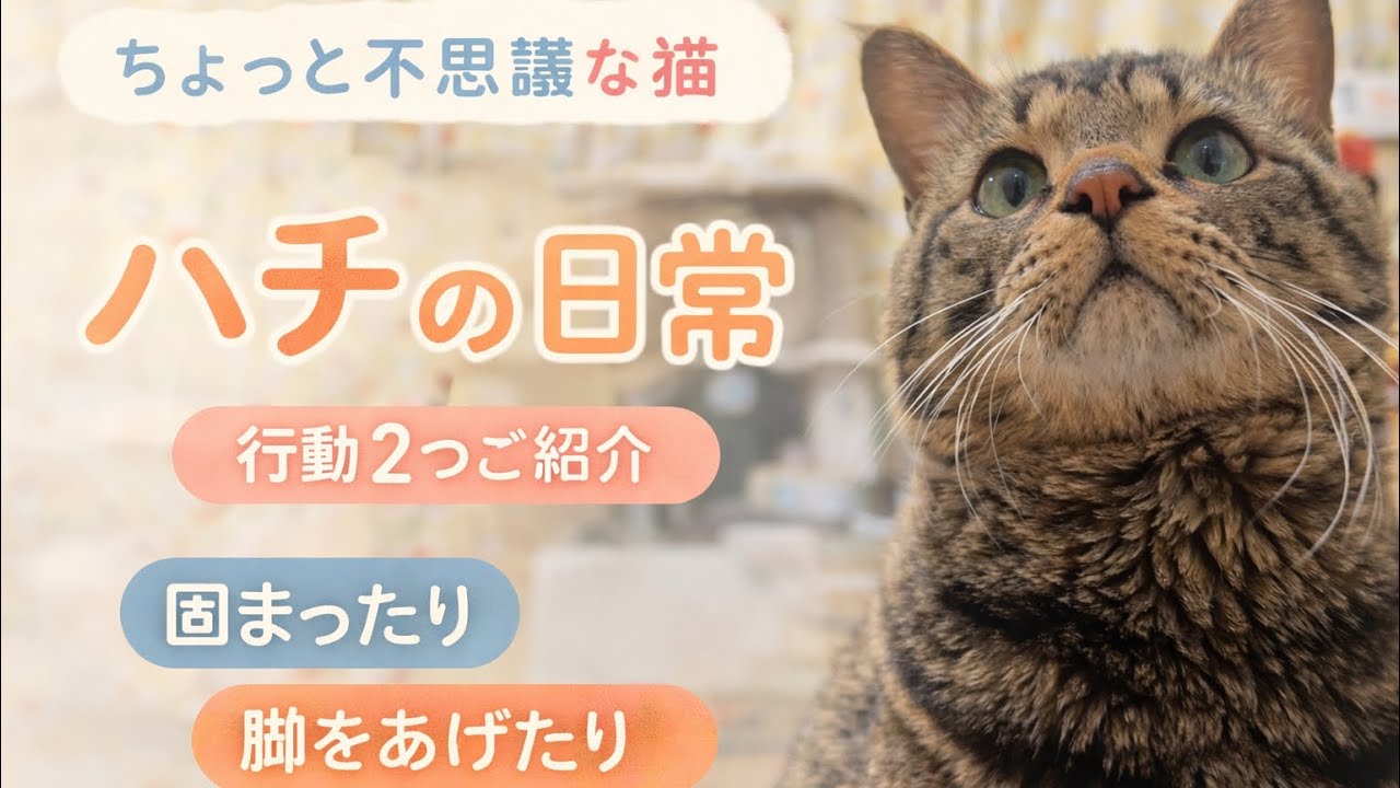 ちょっと不思議な猫 ハチの行動2選
