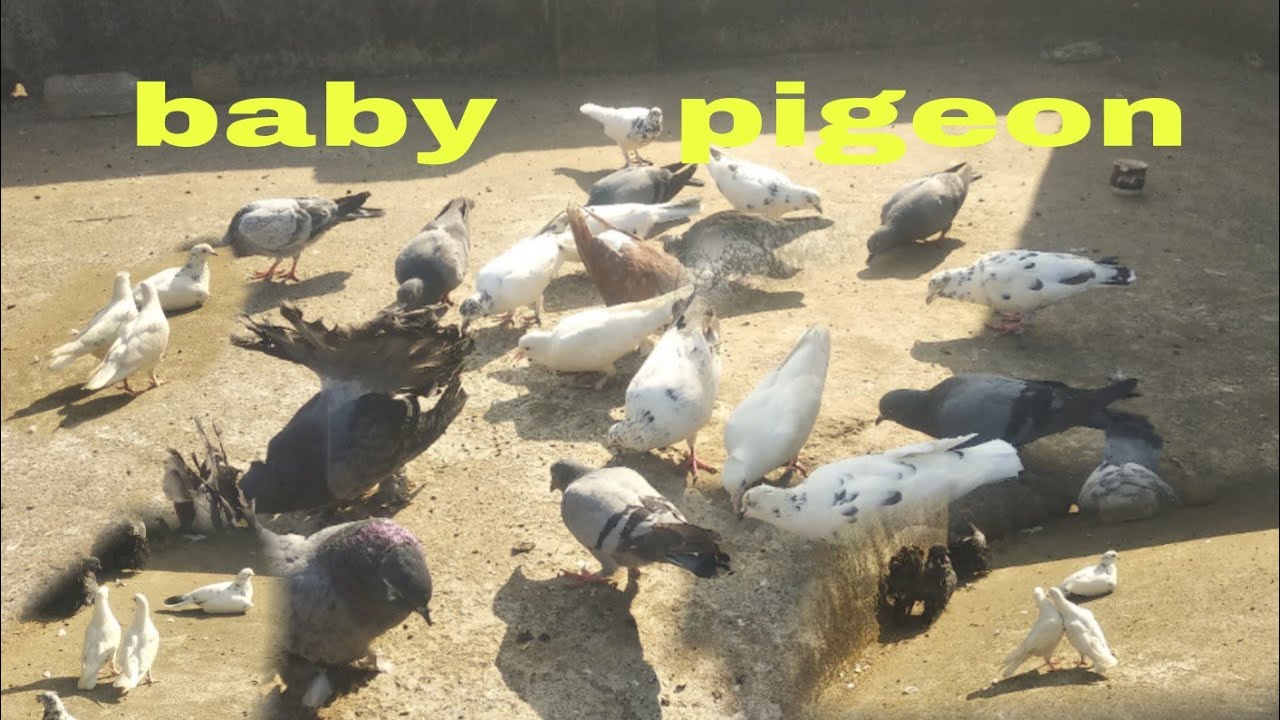 baby 🕊️pigeon /ପରା ଛୁଆ /#61/#viral #birdspecies #pleasesubscribe
