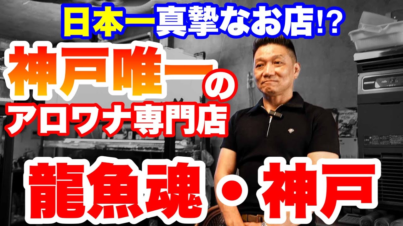 【ショップ訪問】日本一真摯なお店！神戸唯一のアロワナ専門店！こんなに親切なお店ある？　