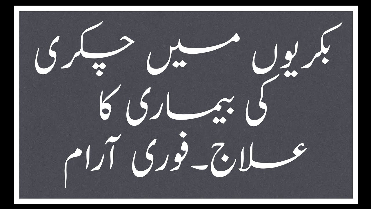 Listeriosis Disease in Goats and Easy Treatment | Treatment of Paralise Goats | Chakri ka asan Elaj