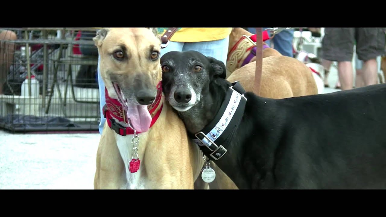 Adopting a Greyhound - Friends of Greyhounds