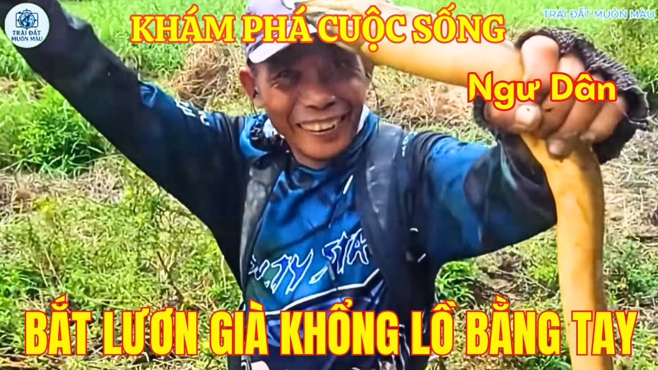 Cuộc sống ngư dân : Bắt lươn khổng lồ nặng 90kg ngay mép nước – Sức mạnh đáng kinh ngạc!