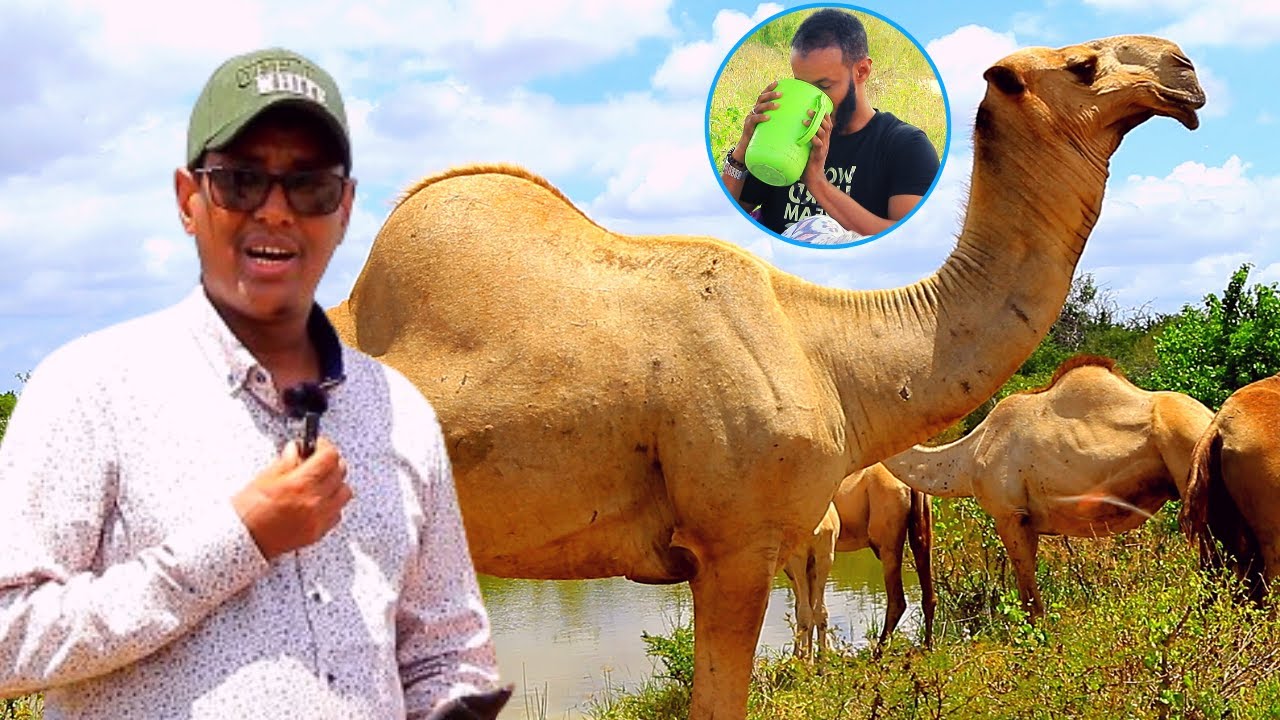 Barnaamijka Geela - Waxaan Seexanay Meel Abeesooyin Iyo Masas Joogaan waxaana Aragnay.....Q1aad.