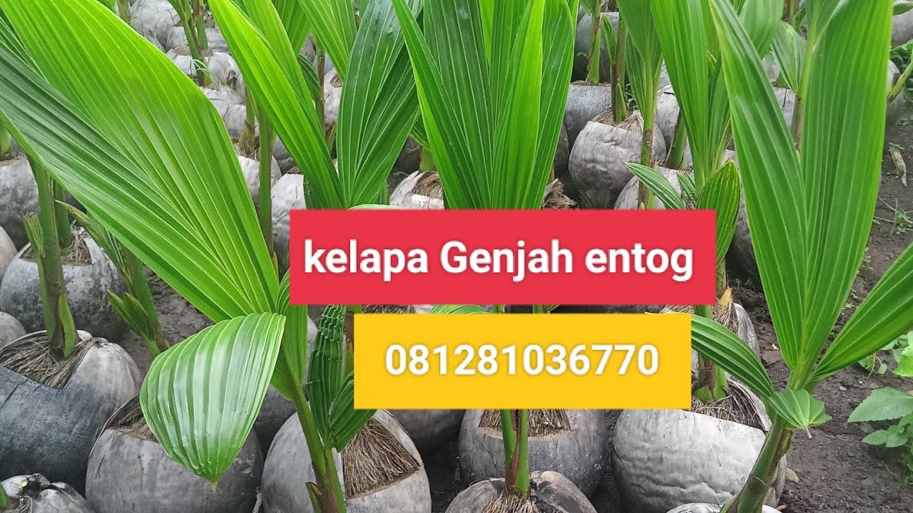 Jual bibit kelapa genjah entog asli#081281036770
