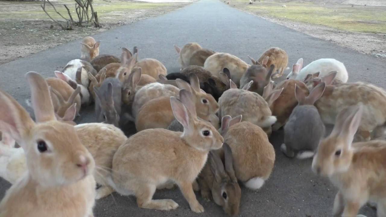 E160806A 大久野島 【RabbitIsland】 夏休みのうさぎ島③