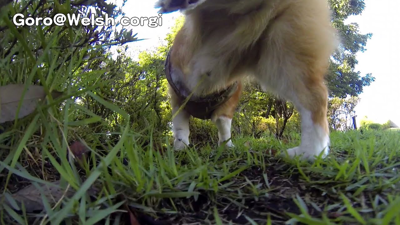 Goro walks & pee / ゴローさんとオサンポ 20140902 Goro@Welsh corgi コーギー