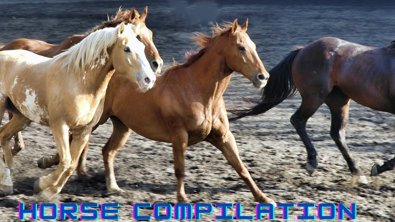 Horses neighing farm sounds compilation for kids