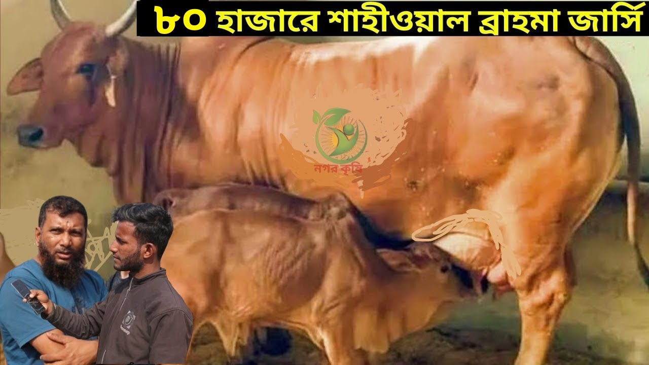 মাত্র ৮১ হাজারে বাচ্চাসহ জার্সি গাভী ! রবিউল ভাইয়ের ছাগলের দাম বাচ্চাসহ দুধের গাভী কিনুন !
