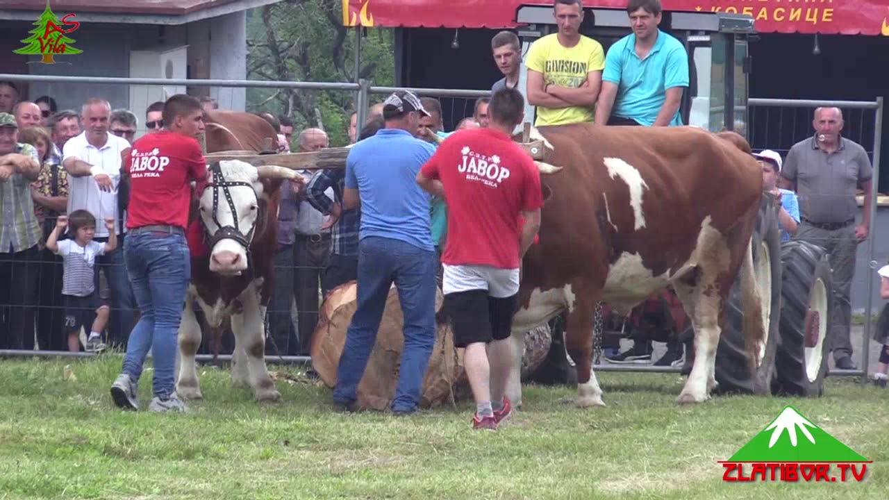 14.Seoski višeboj - Jablanica 2019 - vuča volovima