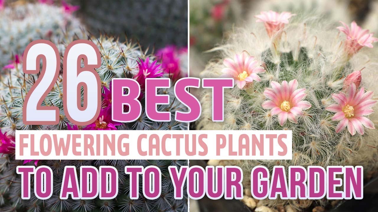 26 Best Flowering Cactus Plants To Add To Your Garden