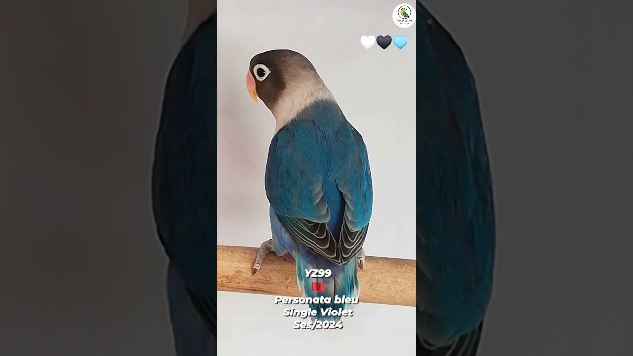 Agapornis Personata bleu single Violet #fisherlovebirds #lovebirds #personata  #africanlovebirds