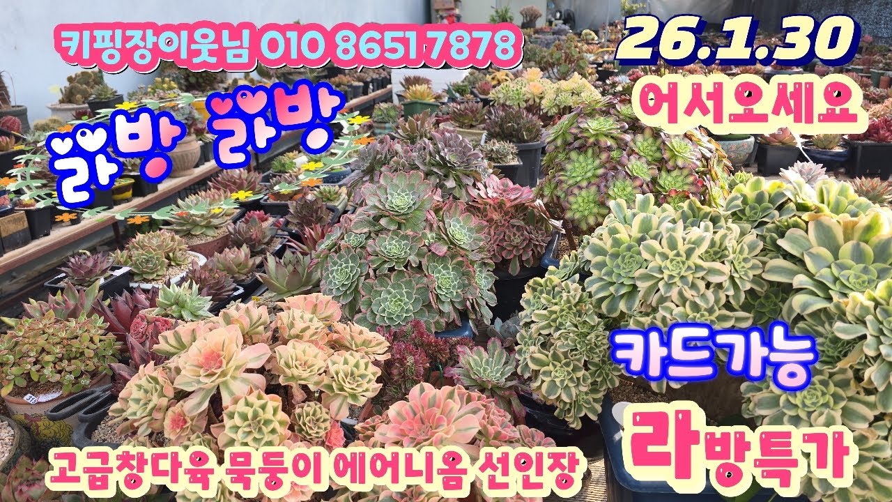 26/1/30(라이브)#키핑장이웃님 010 8651 7878/고급창다육 묵둥이분포 에어니옴파격가