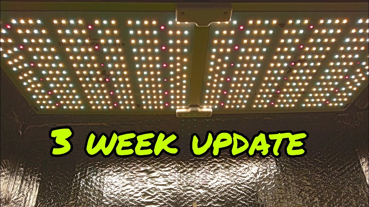 Fastbuds Auto seedlings catch up🌱