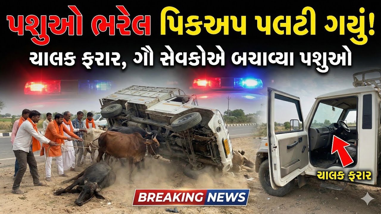 દિયોદરના જાડા નજીક પશુઓ ભરેલ પિકઅપ ડાલું પલટી ગયું! ચાલક ફરાર, ગૌ સેવકોએ પશુઓ બચાવ્યા | Deodar News