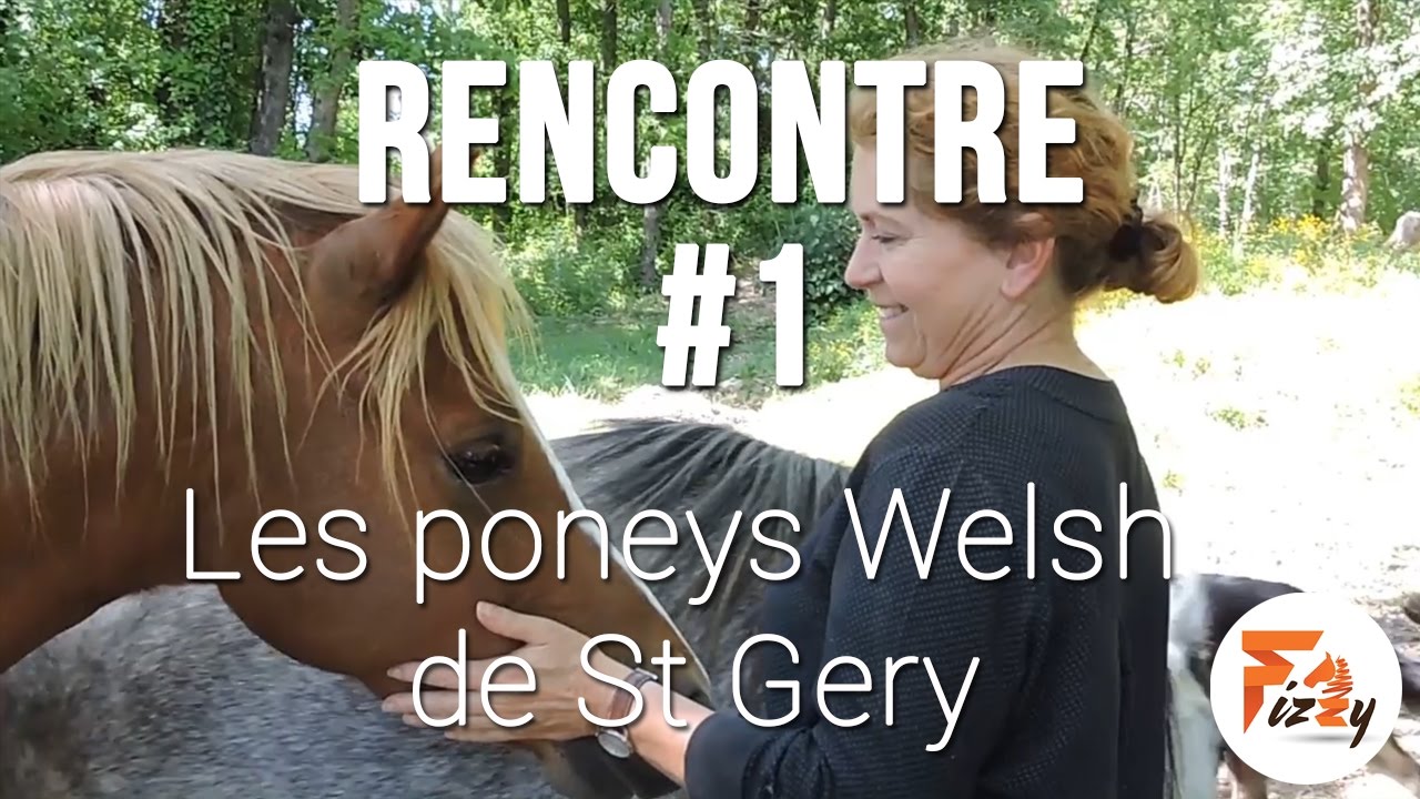 Les poneys Welsh de St Géry