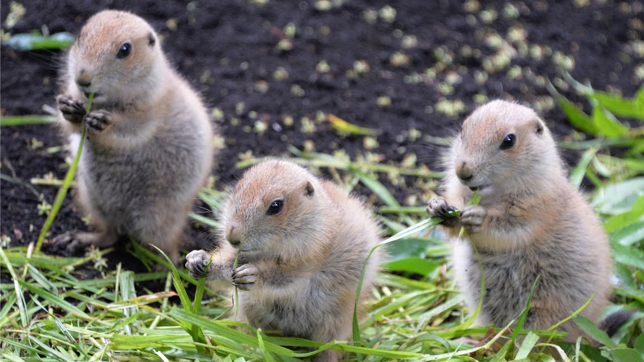 都内の公園でベビーラッシュ オグロプレーリードッグ 上野動物園