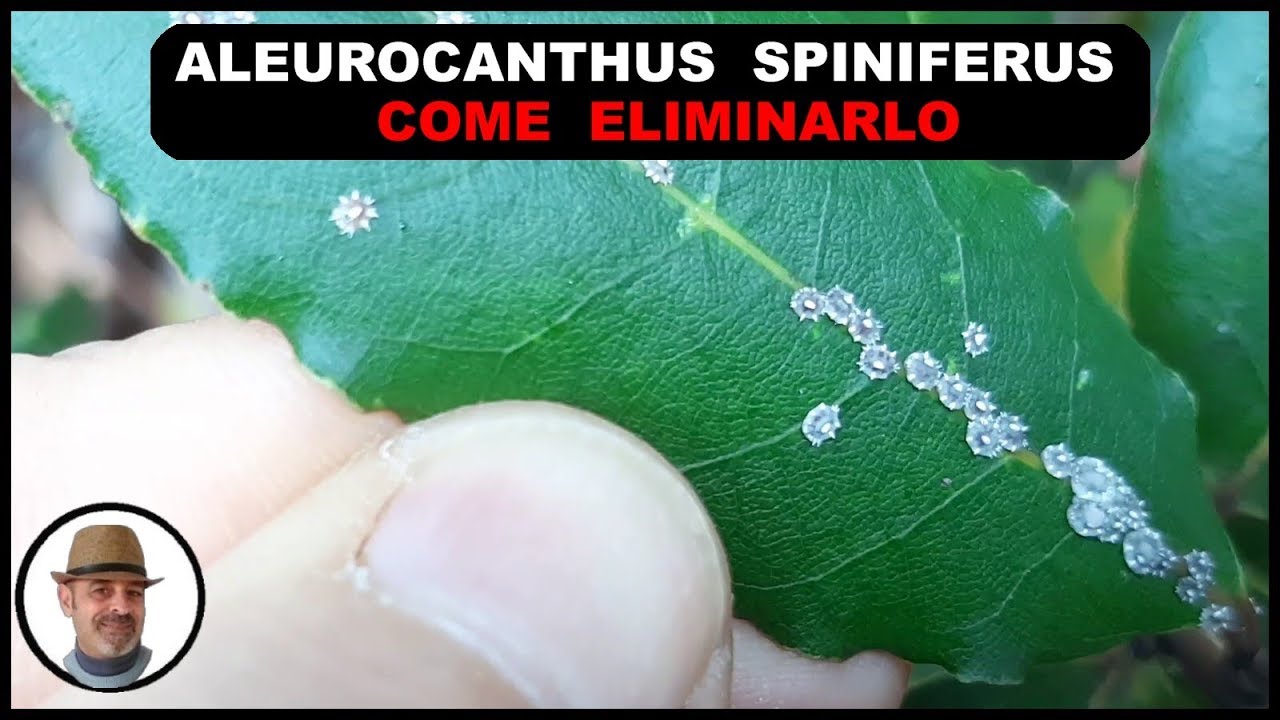 ALEUROCANTHUS SPINIFERUS come eliminarlo in modo biologico