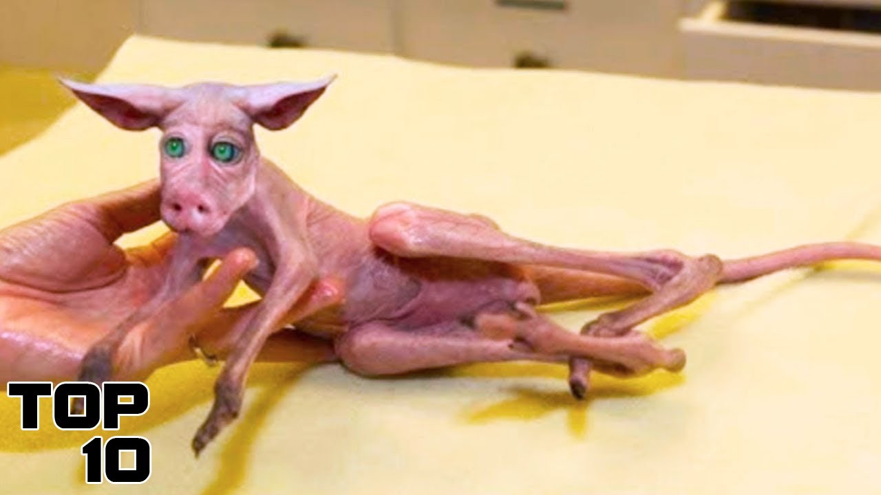 Top 10 Animal Cloning Experiments That Went Horribly Wrong