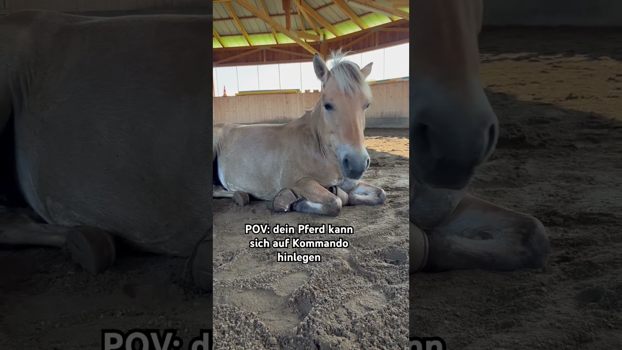 Kann dein Pferd Zirkuslektionen! 