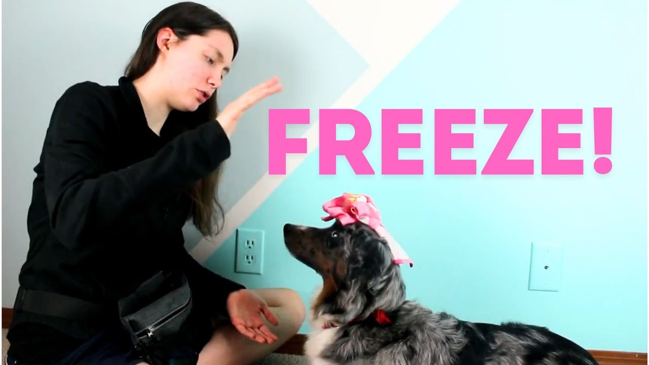 How to Teach Your Dog to Balance an Object on their Head | Fun Trick Training