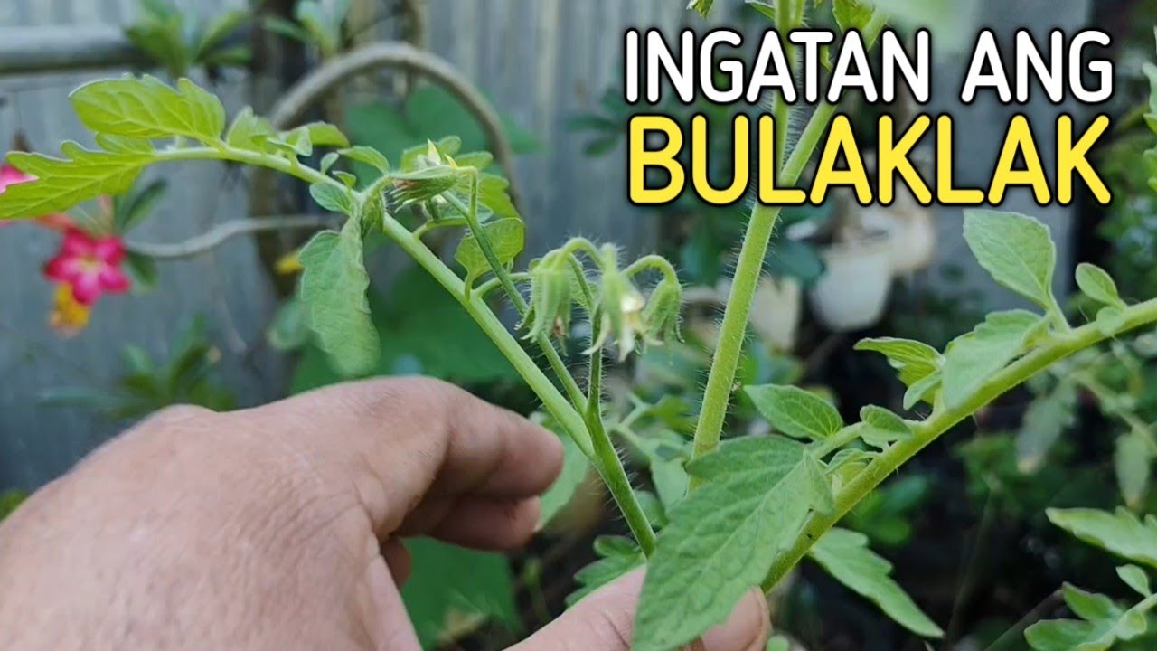 Ano ang Dapat Gawin Pag nasa Flowering and Fruiting Stage na Tanim