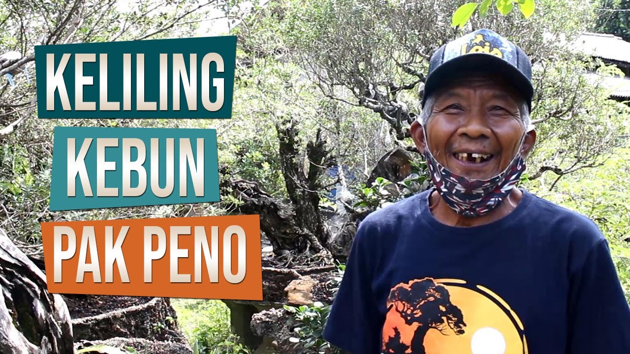Kebun Budidaya Bahan Bonsai Pak Peno dari Piyungan, Yogyakarta