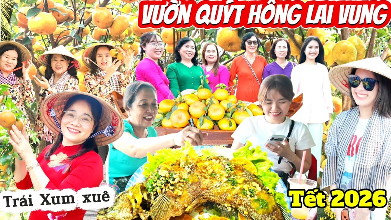 Tết 2026 khám phá Vườn Quýt Hồng Lai Vung Đồng Tháp Trĩu quả rất đẹp tham quan, món ăn quýt hồng 